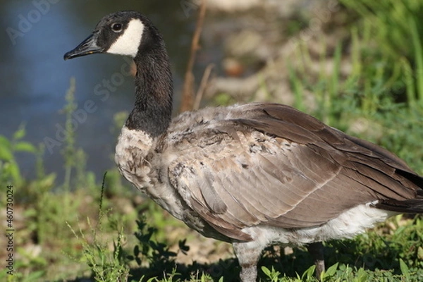 Fototapeta goose molting