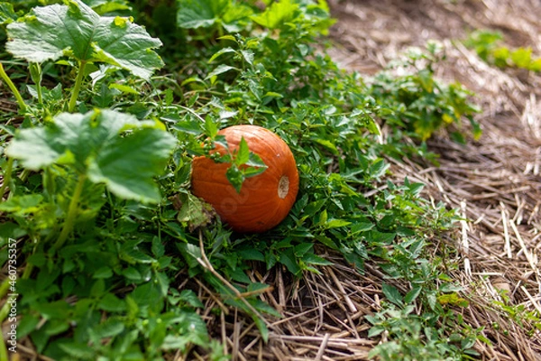 Fototapeta tomato in the garden