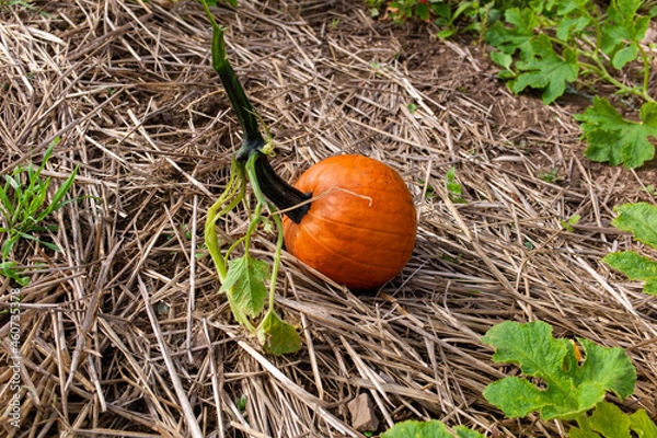 Fototapeta pumpkin on the ground