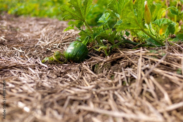 Fototapeta sprout growing in soil