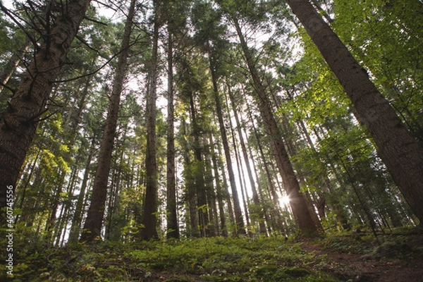 Obraz forest trees growing in the valley.