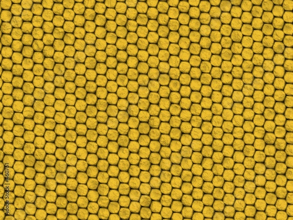 Fototapeta yellow lizard