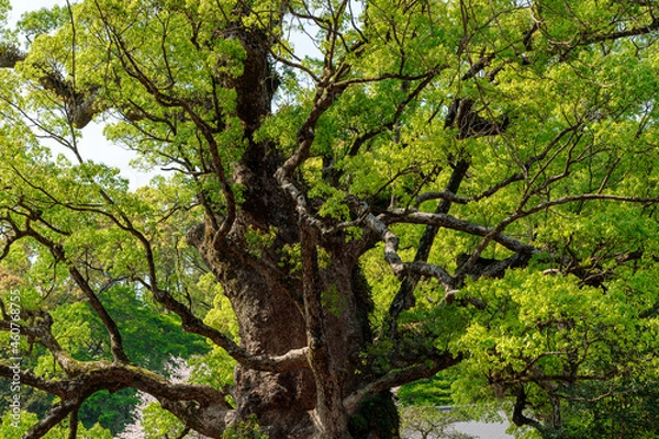 Obraz 蒲生八幡神社