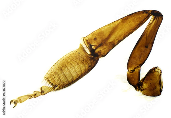 Obraz Honey bee hind leg under the microscope