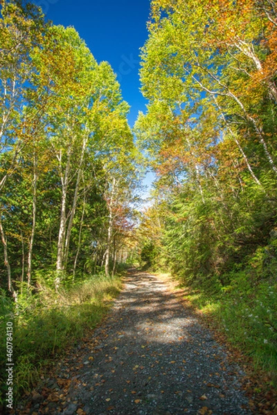 Fototapeta 紅葉が始まった森林の道(縦)
