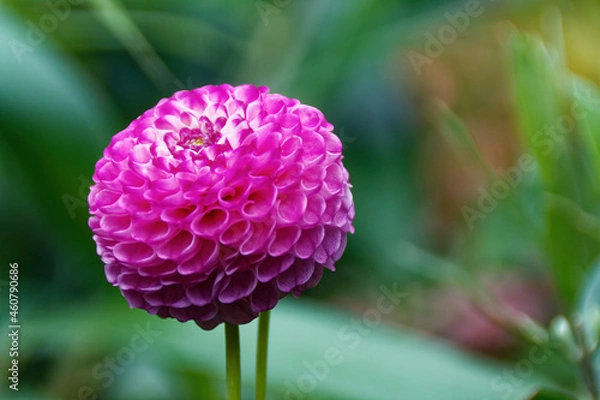 Obraz Dahlia Pompon