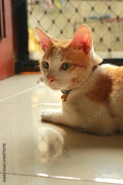 Obraz cat on the table