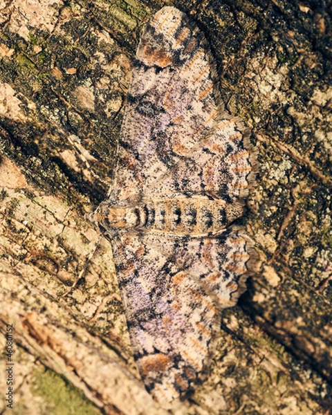 Fototapeta A brown moth perched on a tree, unnoticeable by its camouflage