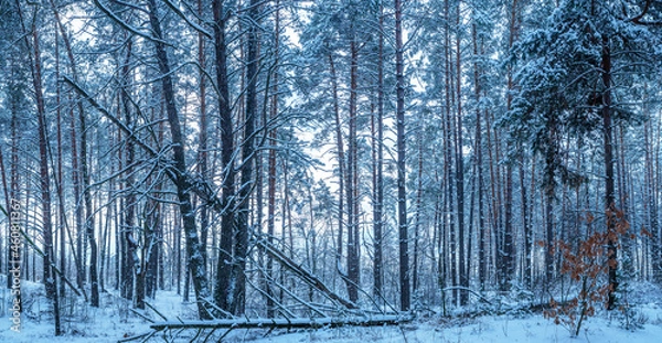 Fototapeta Leafless trees covered with snow. Beautiful winter background.