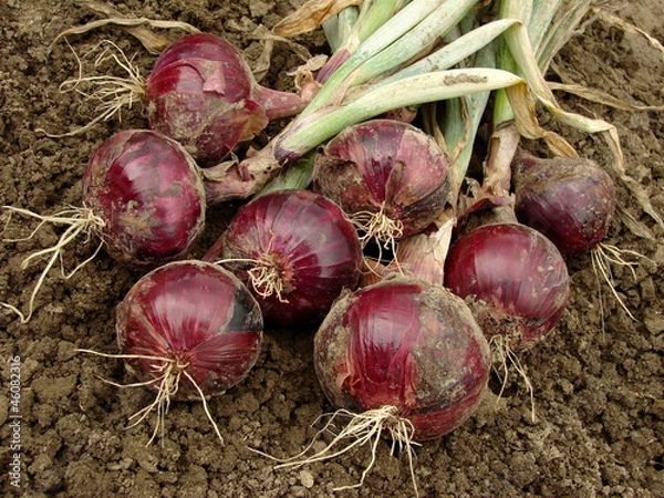 Fototapeta red onions bunch