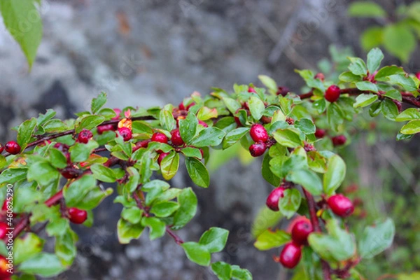Obraz red berries on a branch