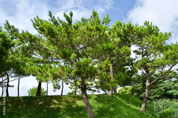 Fototapeta The pine tree in park.