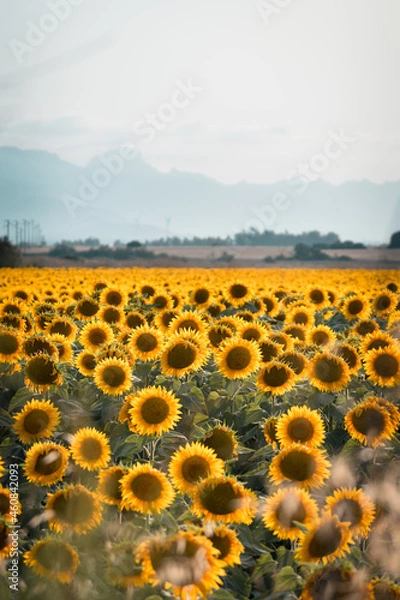Obraz sunflower field with sky and clouds