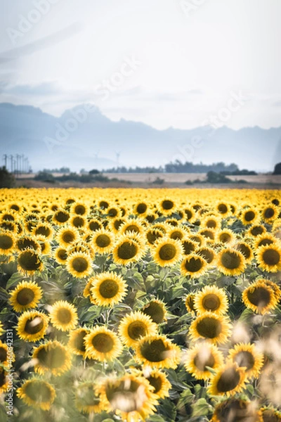 Obraz sunflower field with sky