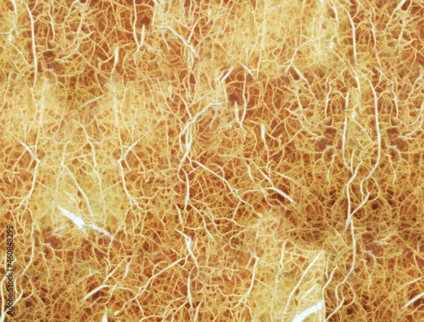 Obraz golden wheat field