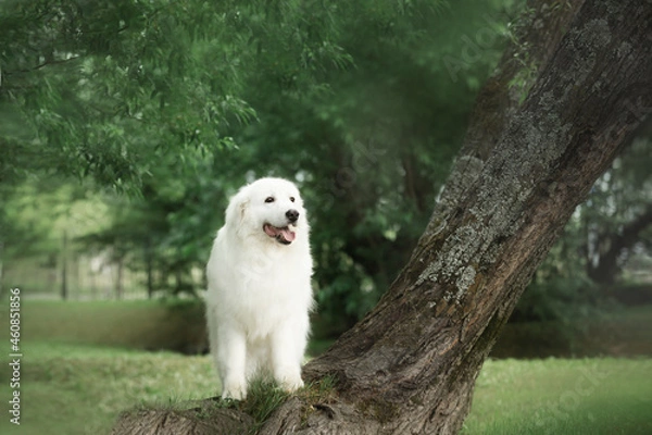Obraz Beautiful maremma sheepdog. Big white fluffy dog breed maremmano abruzzese shepherd standing on the tree in summer