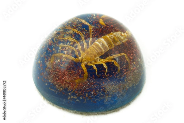 Fototapeta Scorpion in acrylic dome paperweight on white