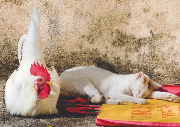 Obraz Cat and Roaster