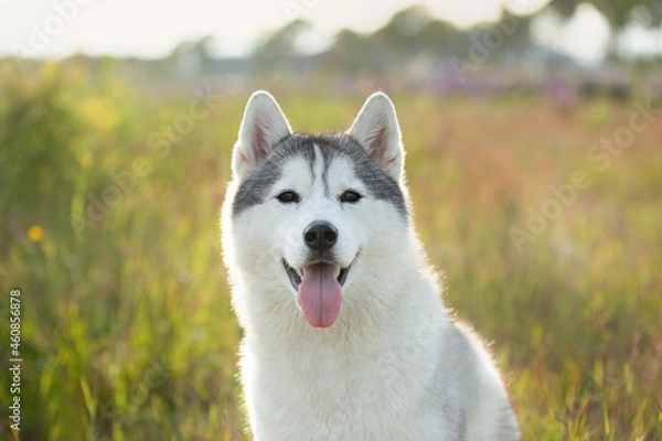 Fototapeta Portrait of beautiful and happy silver siberian husky dog sitting in the field at sunset.