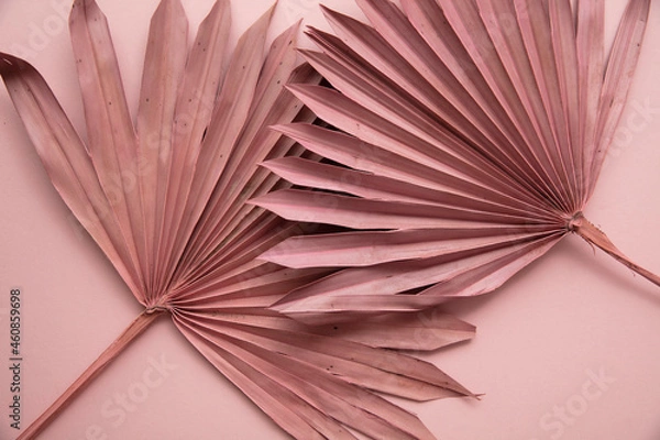 Fototapeta Dried pink tropical palm tree leaf boho style fashionable decoration on a pastel pink background