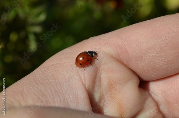 Obraz ladybird on hand
