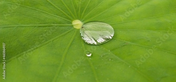 Obraz green leaf with water drops