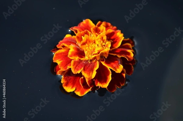 Obraz orange flower on black background