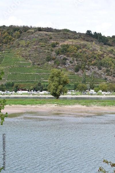 Fototapeta Rheininsel mit einzelnem Baum und Camping im Hintergrunde