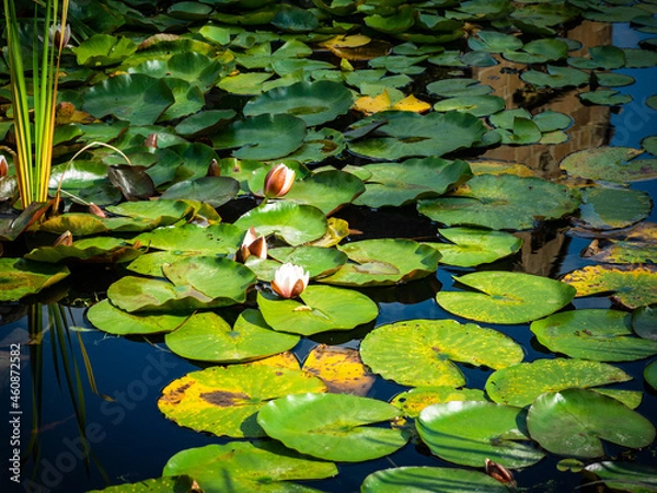 Obraz Water lilies