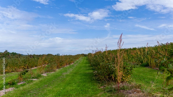 Fototapeta grape vines in the autumn
