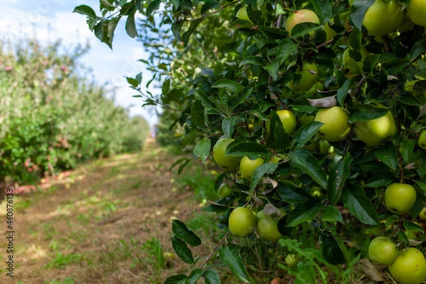 Fototapeta green apples on a tree