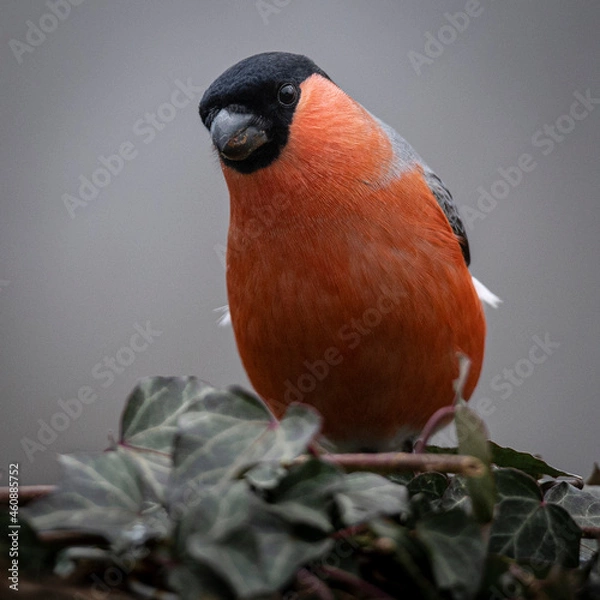 Fototapeta Bullfinch