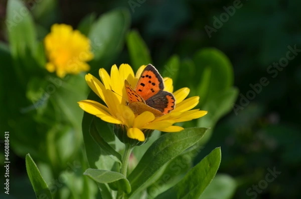 Obraz butterfly on flower