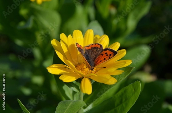 Obraz butterfly on yellow flower