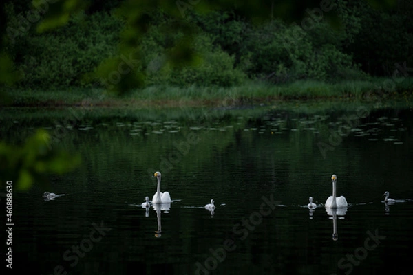 Fototapeta Wooper swan