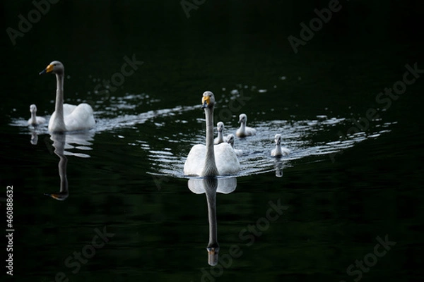 Fototapeta Wooper swan