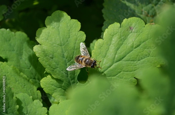 Obraz spider on a leaf