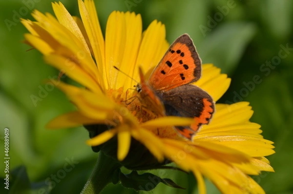 Obraz butterfly on flower