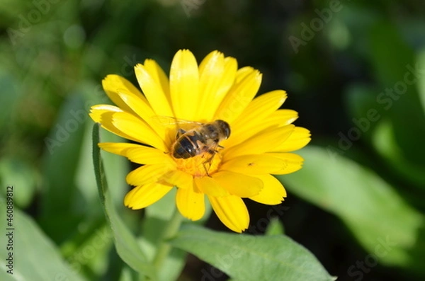 Obraz bee on yellow flower