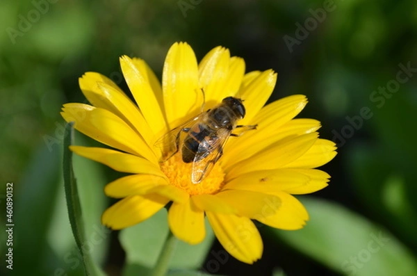 Obraz bee on yellow flower