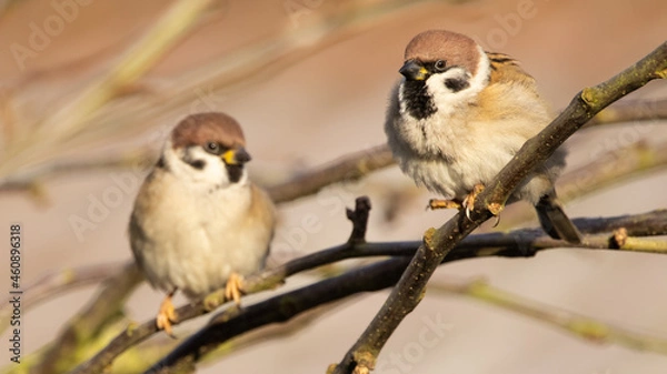 Obraz Two eurasian tree sparrow (passer montanus) perched on tree branch