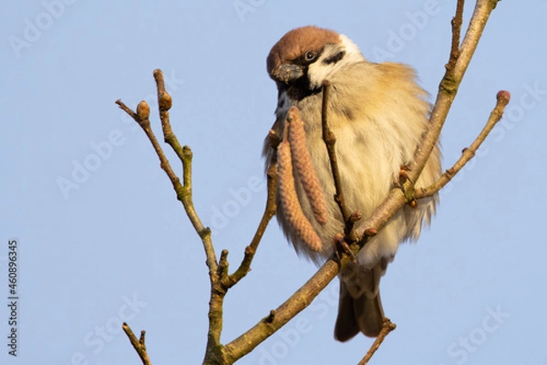Obraz Eurasian tree sparrow (passer montanus) perched on tree branch