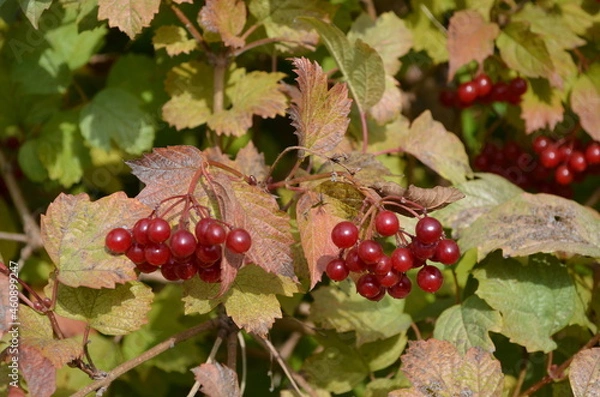 Obraz red currant in the garden