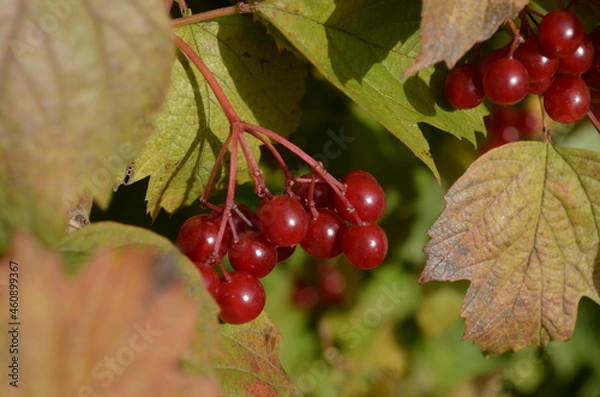 Obraz red currant berries