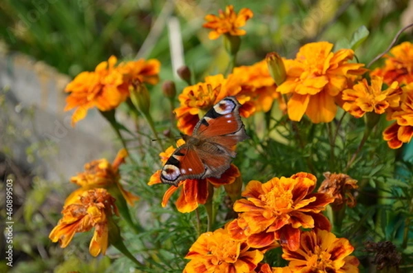 Obraz butterfly on a flower