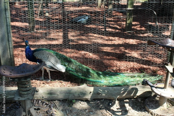 Obraz Peacock