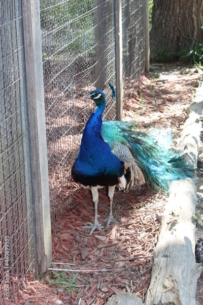 Obraz Peacock
