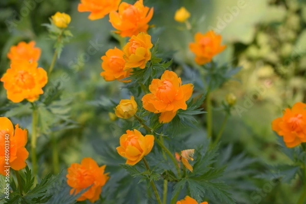 Obraz Flowers trollius