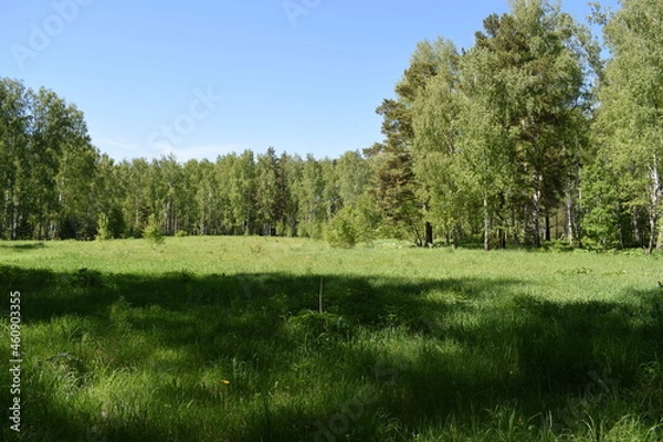 Obraz Green meadow