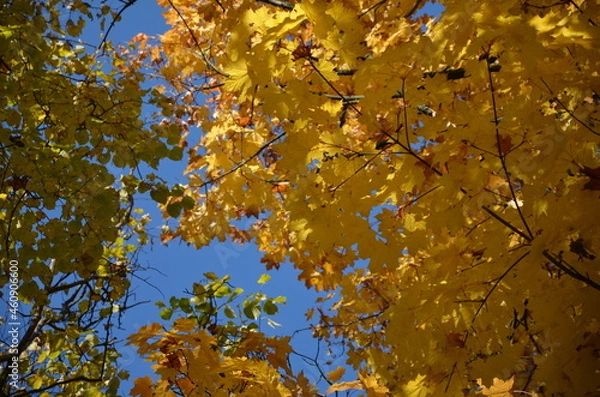 Obraz autumn leaves in the sky